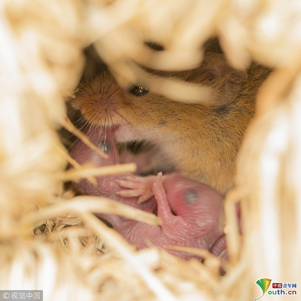 老鼠妈妈精心照料幼崽 嘴叼小老鼠带其出门看世界