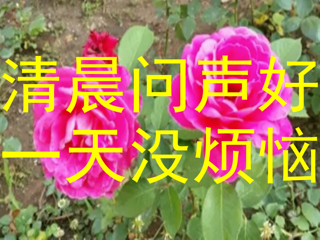 新的一天到来,问候一声我的朋友,祝愿我的朋友,天天有个好心情