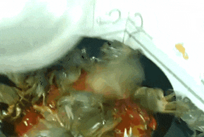 搞笑gif:看见媳妇儿做饭,我觉得以后做饭的活儿是跑不