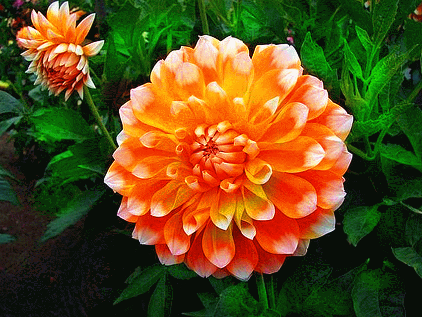 依然南斗是中华,丽日初照百花明