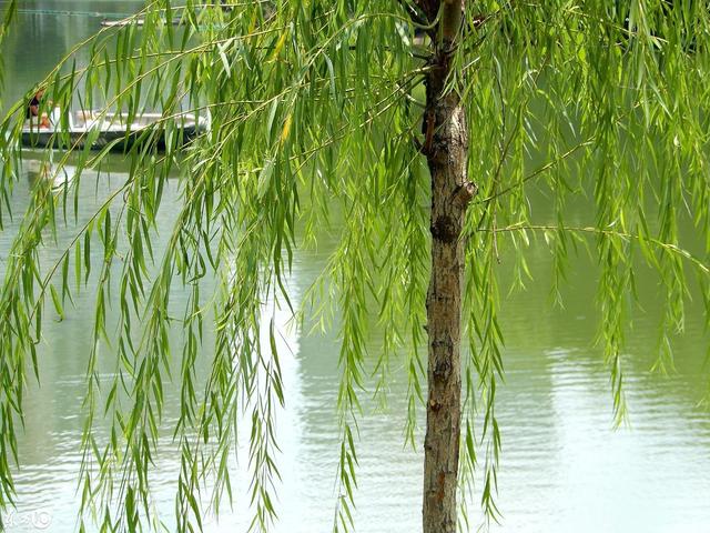 诗意伴垂柳