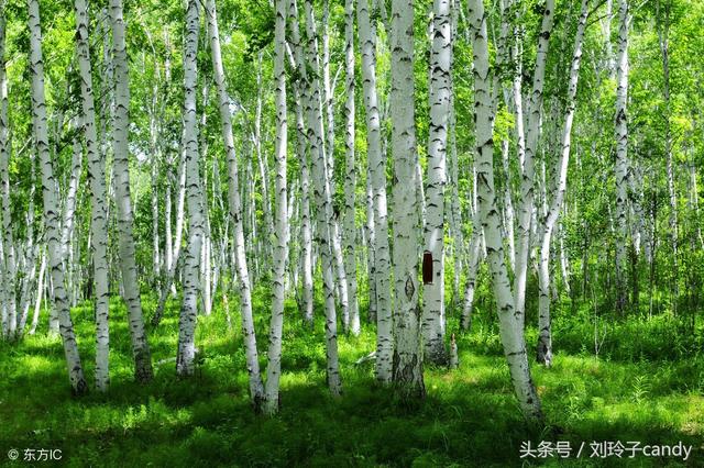 亭亭白桦,悠悠碧空,微微南来风。白桦,是春的使者,也是爱情的使者,看它树干上的眼睛,就知道有多少爱的思念日日夜夜的绵延流淌。(图片来自东方IC) 夏天的白桦林,浓阴覆地。静静的白桦树,亭亭玉立,轻轻地摇曳着绿生生的叶片。看见它,就看见了优雅宁静,庄重朴实,白桦树给人的是一种信念,一种精神和一种暖暖的眷恋。