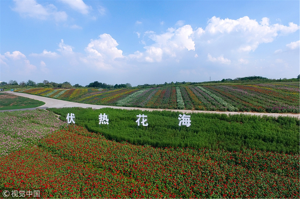 2018年8月28日,江苏句容白兔镇大面积的百日草缤纷绽放,宛如一道道"地市场上卖的观赏鱼图片