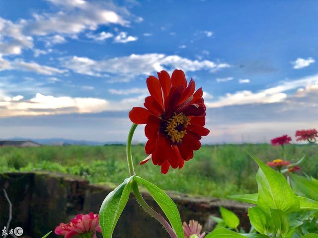 幸福像花一样绽放_让幸福像花儿一样绽放伴随你我_幸福像花一样绽放
