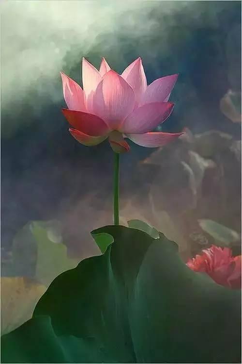 [转] 佛说:心如莲花,人生才会一路芬芳