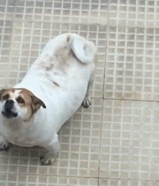 每日搞笑gif动图笑话:来猴兄弟上车,带你去戏耍人类