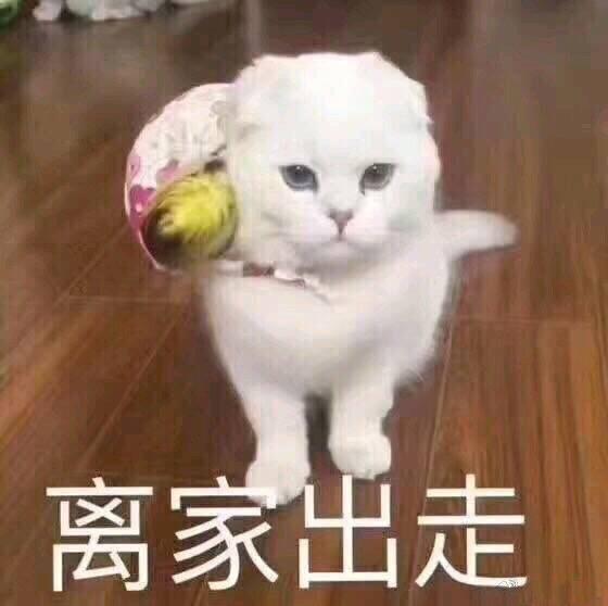 表情包:渴望该死的爱情