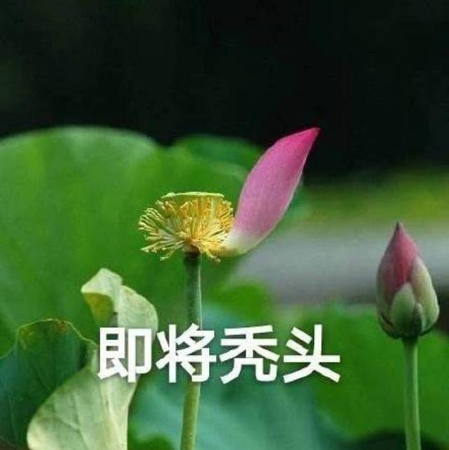 表情包:感觉累了就放松自己