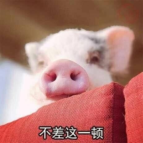 猪猪表情包:能吃是福,吃饱了才有力气减肥