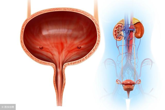 膀胱癌是世界第九大肿瘤,男性的发病率比女性高,男女大概比例为3:1.