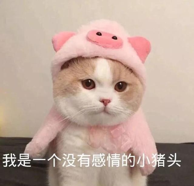 撒娇专用的猫咪表情包|给你个机会偷亲我