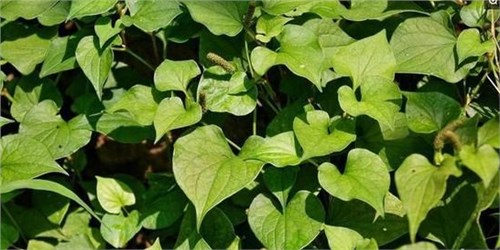 ��˵���ֲ���Ωһ���Կ���ԭ�ӵ���������, �������Ƚⶾ֮��Ч!