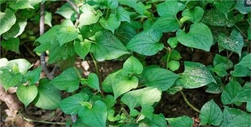 ��˵���ֲ���Ωһ���Կ���ԭ�ӵ���������, �������Ƚⶾ֮��Ч!