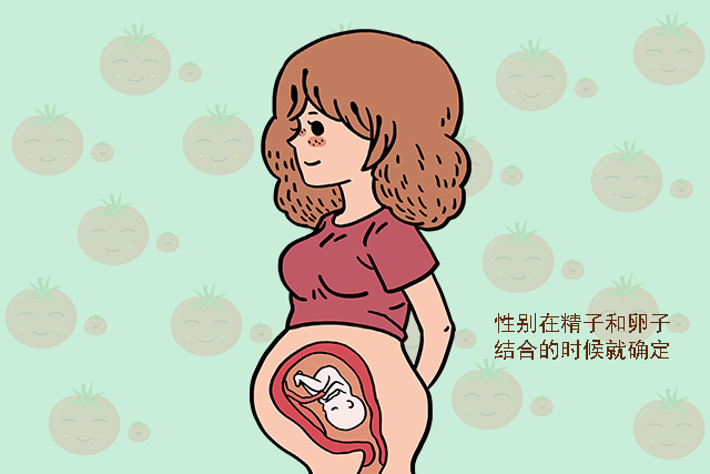 孕期前三个月，胎儿这三个方面已基本“定型”，孕妈最好提前知道