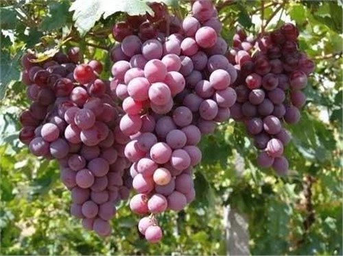 ?����Ѫ˨����У���Ȼ�İ�˾ƥ�֣��������е���ó�