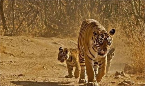 ĸ���������̸�·���������Ŷ��ξ����ˣ����һֻС�ϻ���Ҫ����