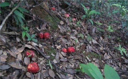 һ��ֻ��1�������£��Ϳ������뼸ʮ������ʱ�䶼�ڼ�����齫