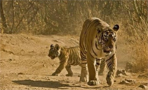 ĸ���������̸�·���������Ŷ��ξ����ˣ����һֻС�ϻ���Ҫ����