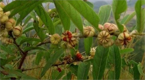 ũ�����Ͻ���ġ�Ұ�Ϲϡ���ζ����ɬȴ���Ϻ���ҩ�����ζ��ּ���