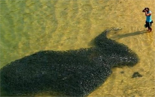 ī���纣ˮ���֣����غ�Ӱ������������󵱵ؾ���׷����뺣��