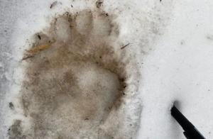 Tangjiahe River Again Discovered Giant Panda Traces: What is the Experience of Being a 'Custodian' for Pandas?