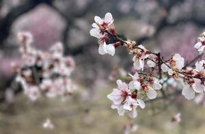 Highland Flowers Bloom, Awaiting Tourists – Linzhi, Tibet, Launches First 5G Live Broadcast to Showcase Peach Blossom Scenery