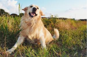 10 Common Dog Breeds’ ‘Introductions’, Avoid Being Tricked, Does Your Dog Cost You Too Much?