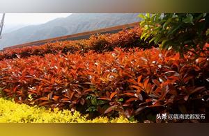 Wudu's Spring: Red Leaf Buckthorn, Crimson as Fire