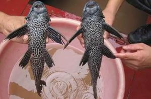 Attempting to 'Invade' China's Top 10 Species: How Many Have You Helped Eliminate?