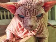 Hairless Cats Have a 'Stern Look,' Their Appearance Sparks Heated Discussion: It's Clear They Aren't to Be Messed With