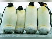 Incubation of Emperor Penguin Eggs Requires 65-70 Days – Will They Hatch If It Exceeds?