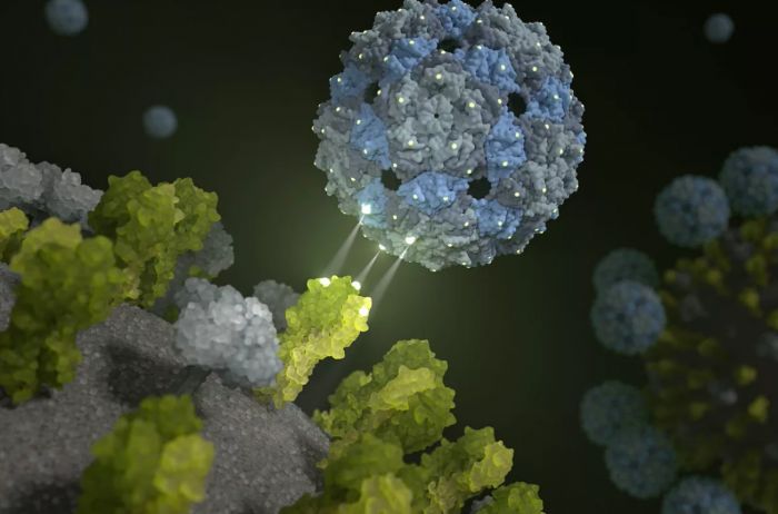 太平洋电脑网■科学家创造模仿肺细胞的噬菌体衣壳 以对抗流感