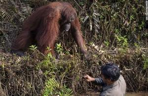 Heartwarming Orangutan Extends a Helping Hand to Humans in the River: ‘Let me help you a little?’