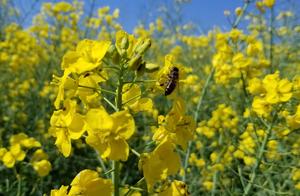 April Showers Bring May Flowers - Would you like to try six-branch wood (Mugang) earth honey?