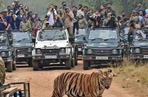 A hefty Bengal tiger strides confidently, ignoring the crowd, and its chubby physique reveals its lost hunting instinct.