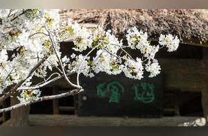 Shandong Beauty | Cherry Blossoms Bloom at Wulongtan