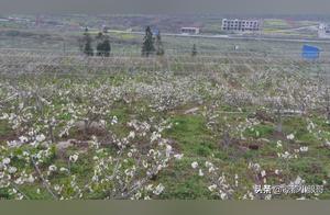 Six Acres of 18,000 Cherimoya Flowers in Bloom! Beautiful!