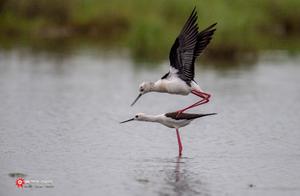 The Daily Life of the Black-winged Sandpiper