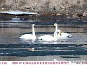 : Swans Find Rest on the Fenhe River, Ecological Benefits Demonstrated