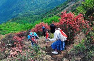Free and Open‖ Guangzhou’s ‘Sky Candles’ Wild Rhododendron Blossoms in Full Glory, Covering Half the Sky