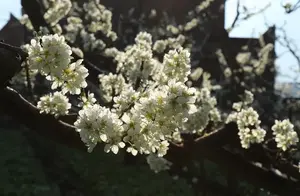 Maoxian | Beautiful Spring - Let's Meet 'Li'
