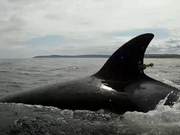 Russian Far East's 'Whale Prison' Release of a White Whale May Have Resulted in Pregnancy