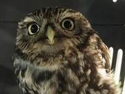 Rescued Owl in UK Protected Area, Uninjured but Unable to Fly – The Reason Revealed