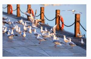 Winter turns to Spring, these birds are setting off...