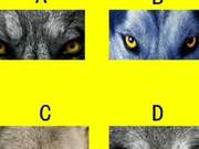 Which Wolf is the Most Fierce? Test Your Crisis Prediction Ability