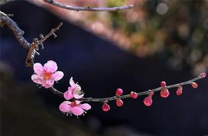 There's Always One Flower More Beautiful