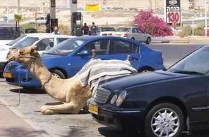 Poverty Restricts My Imagination! Look at What the Dubai People Keep as Pets! Money Can Do Anything