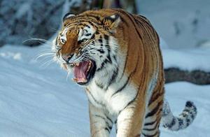 How long would the strongest Northeast tiger survive if sent to the Jurassic period?