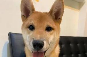 Shiba Inu 'Remodeled' Sofa to Replace Dog House, Internet Users React with Fury