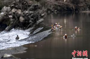 Spring River Water Warms – The Mandarin Ducks Foretold It: Over a Hundred Mandarin Ducks Skating on the Water in Changhua Creek, Hangzhou
